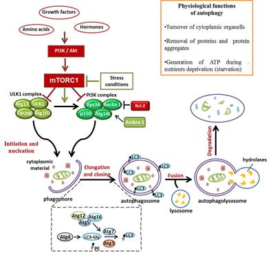 Autophagy and Rheumatoid Arthritis: Current Knowledges and Future Perspectives